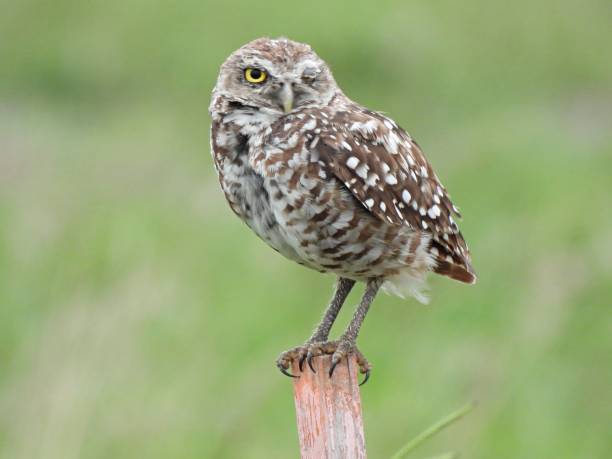 istock Burrowing Owl (Athene cunicularia) perched on a wood post with one eye closed 1328201891