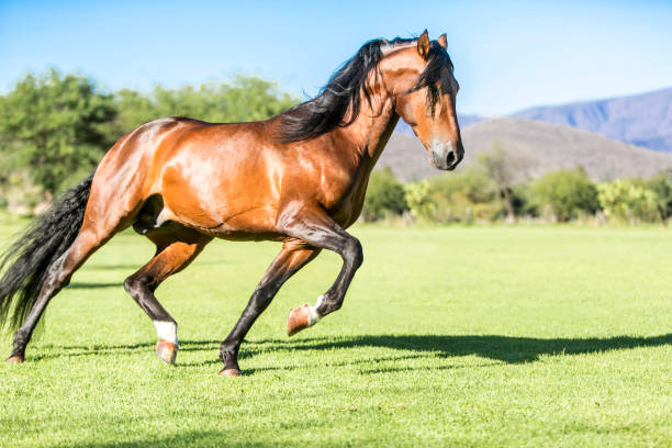 istock Thoroughbred wild horse, running free in the field 1328201937