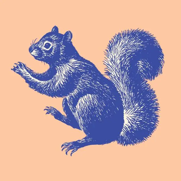 Vector illustration of Illustration of squirrel