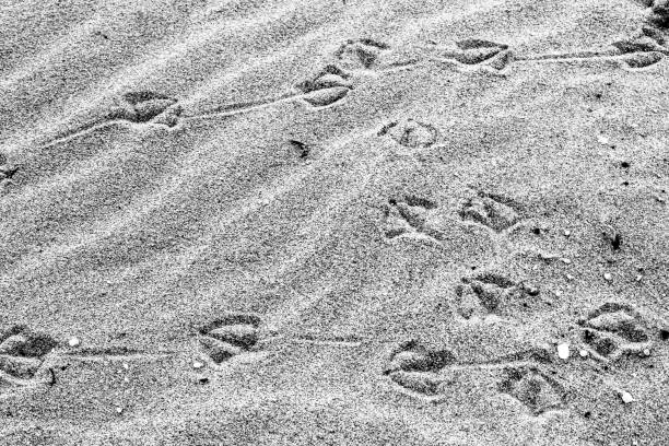Footprints of a bird in the sand on a beach.Please see some similar pictures from my portfolio:
