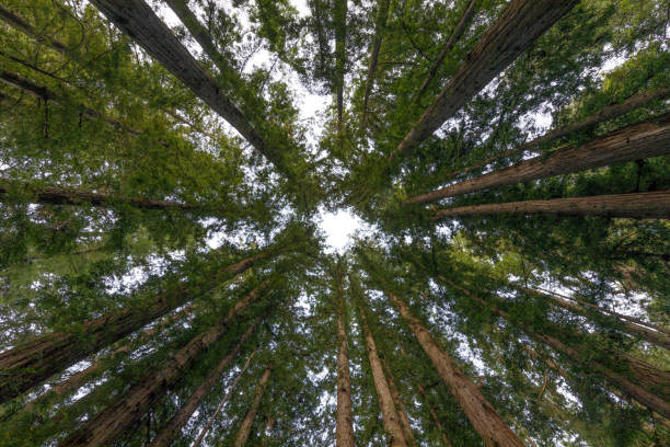 istock Cathedral Redwoods - Circle of Coast Redwoods 1328203181
