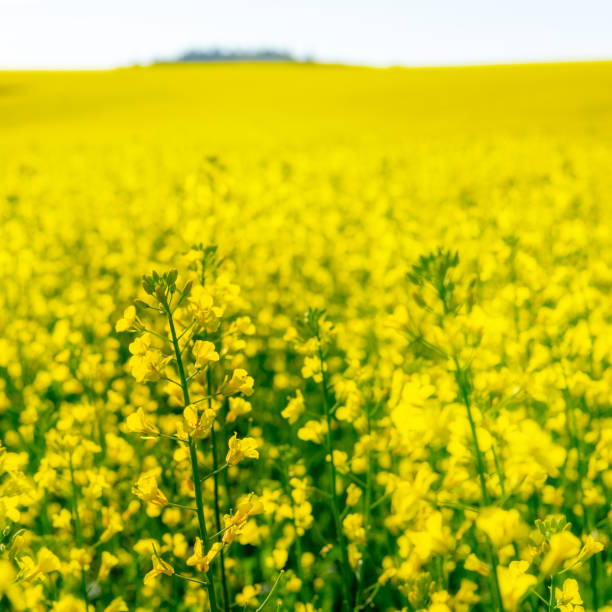 istock Rapeseed plants with full yellow blooms 1328203342