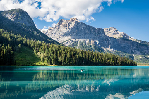 beautiful nature, mountain lake. lake and mountains. Emerald Lake in Yoho National Park