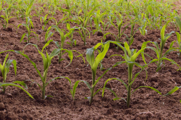 istock A field with young corn plants, Zea. The freshly sprouted maize is in rows. 1328204554