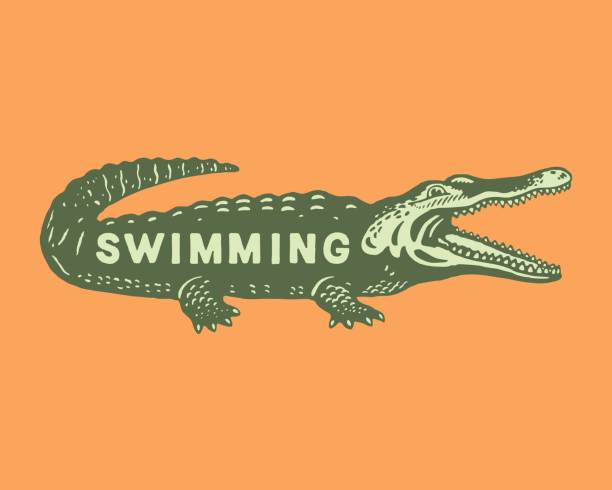 ilustrações de stock, clip art, desenhos animados e ícones de illustration of crocodile with swimming text written on it - crocodilo