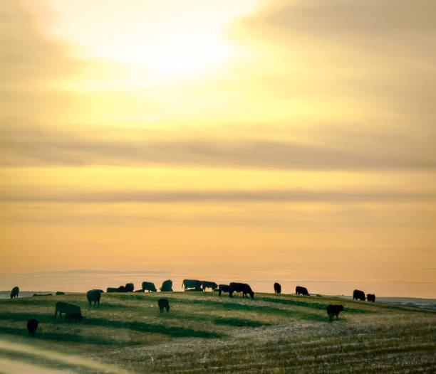 Grass fed cows silhouette Grazing cows in rural Alberta. Taken in November of 2019. grass fed stock pictures, royalty-free photos & images