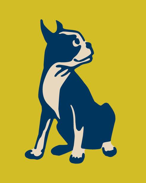 보스턴 테리어 - purebred dog illustrations stock illustrations