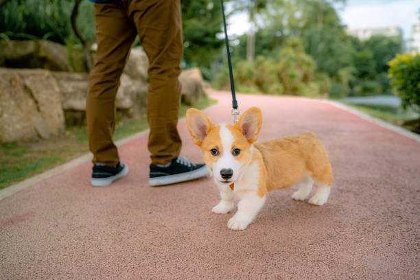 Asian man enjoying a weekend at the park with Pembroke Welsh Corgi