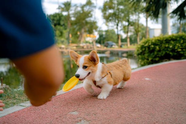 A warm Asian man with an adorable playful dog doing a variety of outdoor activities perfectly