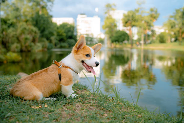 A smart puppy sits happily in the garden with his owner
