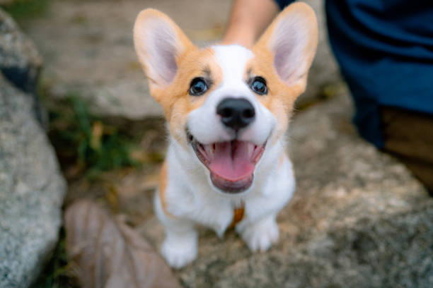 A smart puppy sits happily in the garden with his owner