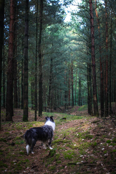 istock Border Collie in the woods 1328207447