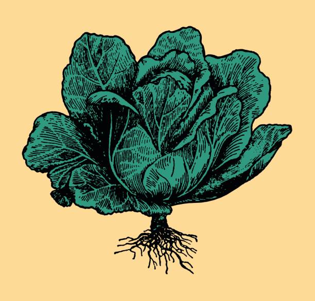 Head of Lettuce vector art illustration
