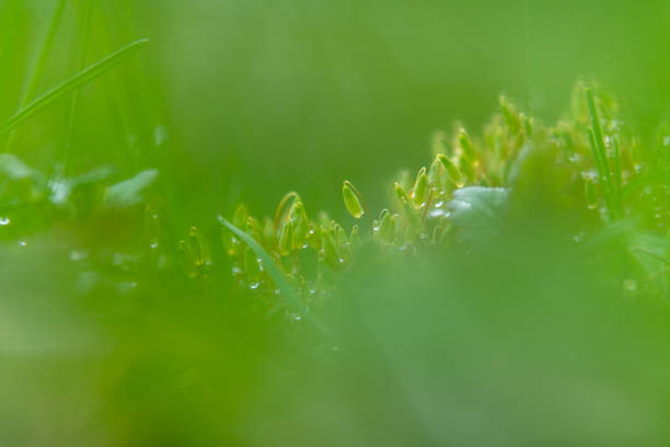 green moss close-up after a summer rain.