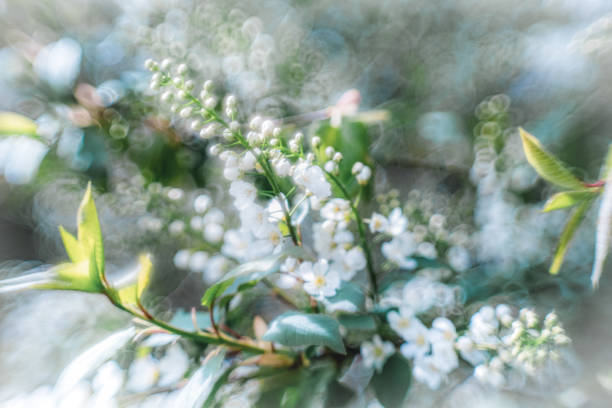 Prunus padus blooming close-up and beautiful bokeh.