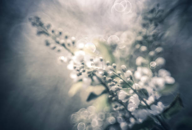 Prunus padus blooming close-up and beautiful bokeh.