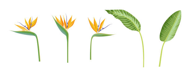 ilustraciones, imágenes clip art, dibujos animados e iconos de stock de colección de flores de strelitzia reginae. hojas verdes, flor de azahar y violeta - tropical flower heliconia tropical climate flower