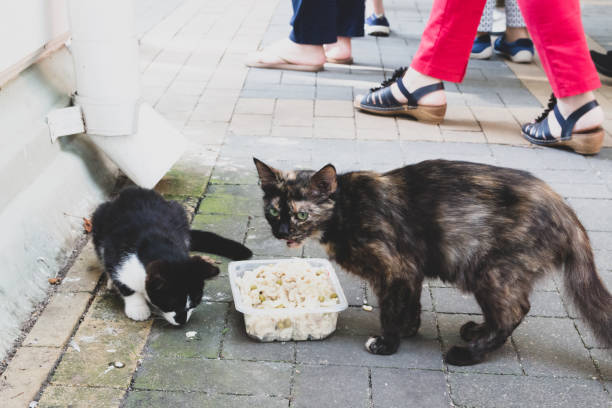 istock stray cats on a busy street eat from a bowl 1328210268