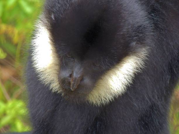 istock Gibbon close up face 1328210531