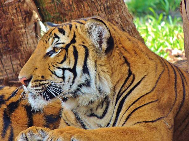 istock Close up stunning tiger 1328210775