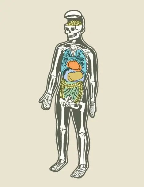 Vector illustration of Human Skeleton and Organs