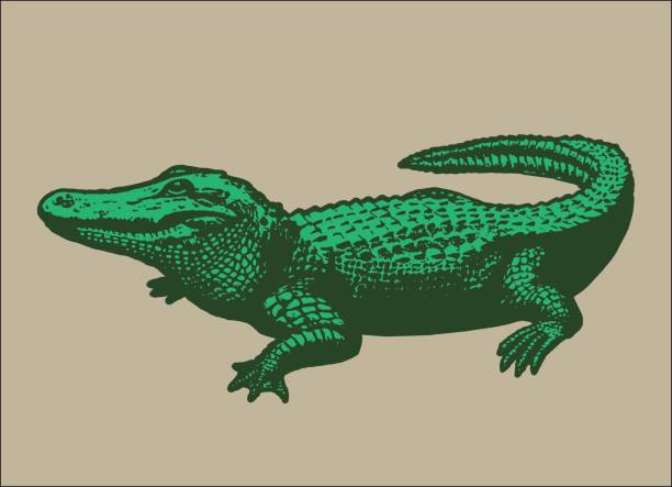 ilustraciones, imágenes clip art, dibujos animados e iconos de stock de caimán - alligator