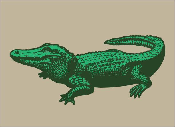 ilustrações, clipart, desenhos animados e ícones de jacaré - crocodile family