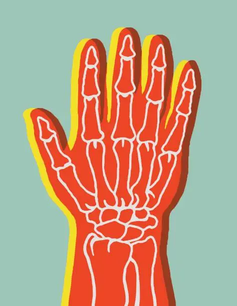 Vector illustration of Hand Bones