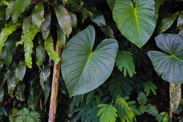 istock Beautiful rainforest wild plant background 1328212809