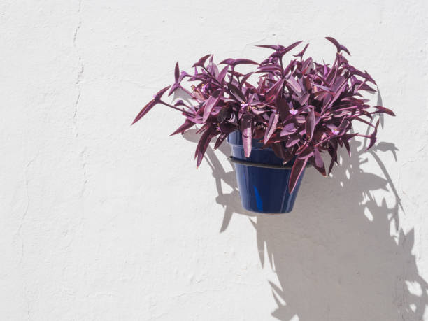 pot bleu avec plante avec nom botanique: tradescantia pallida - tradescantia epidermis photos et images de collection