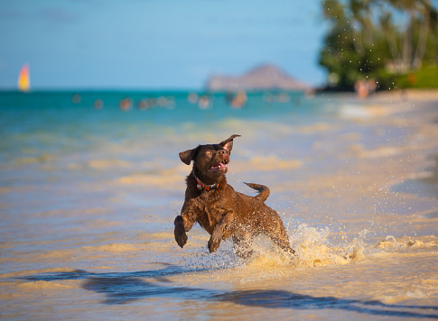 Chocolate Labrador retriever running on the beach in Hawaii