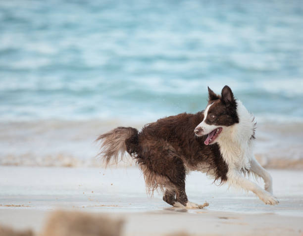Chocolate Border Collie Dog on the beach