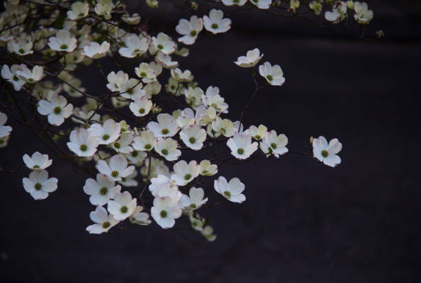 istock White Dagwood flowers gathered on a branch 1328214852