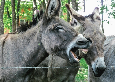 Donkeys with a laughing expression in a corral