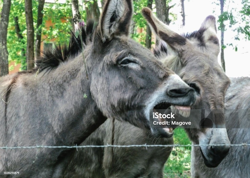 Donkeys with a laughing expression in a corral Donkeys with a laughing expression in a corral. A group of donkeys behind a metal fence, one of them with its mouth open showing its teeth. Donkey Stock Photo