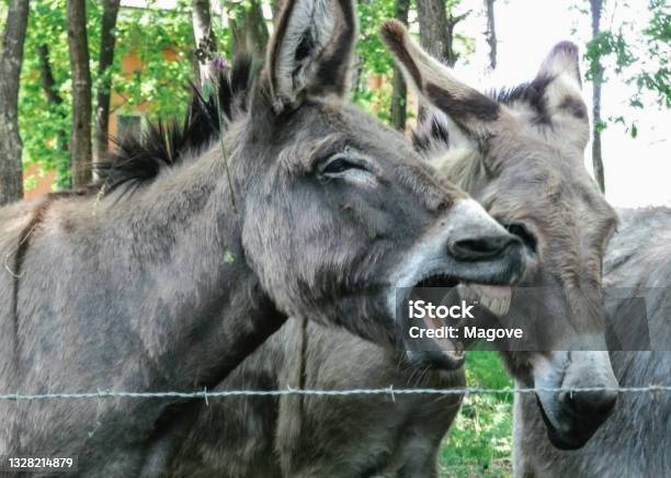 Donkeys With A Laughing Expression In A Corral Stock Photo - Download Image Now - Donkey, Humor, Animal