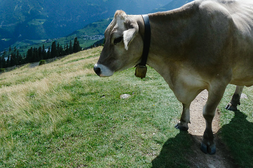 Close-Up of cow with bell in mountains. Side view of a cow with a bell in neck in a meadow in a sunny day.
