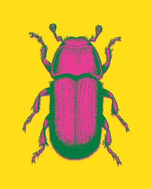 Vector illustration of Beetle