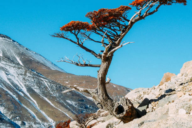 arbre solitaire poussant de la roche dans les montagnes - beautiful tree day rock photos et images de collection