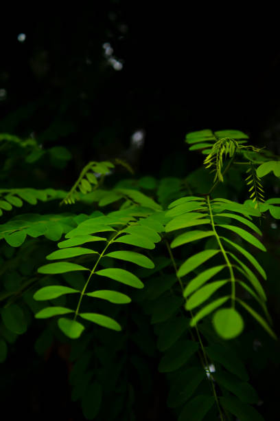 istock Close-up image of green leaves. Suitable for background 1328215836