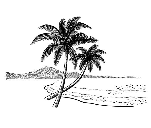 Palm Trees on Beach Palm Trees on Beach black and white beach stock illustrations