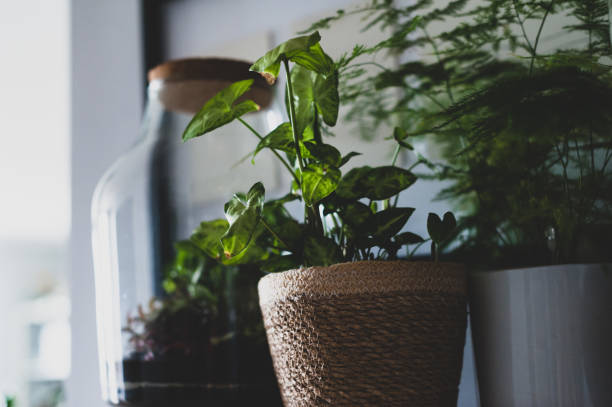 istock Beautiful jar with live forest with self ecosystem, terrarium, forest in a jar 1328217354