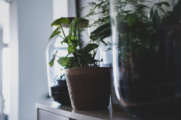 istock Beautiful jar with live forest with self ecosystem, terrarium, forest in a jar 1328217358