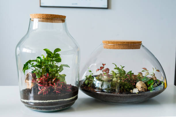 istock Beautiful jar with live forest with self ecosystem, terrarium, forest in a jar 1328217368