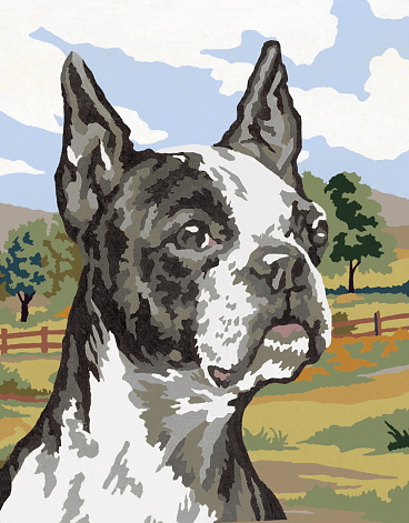 Boston Terrier Paint By Number