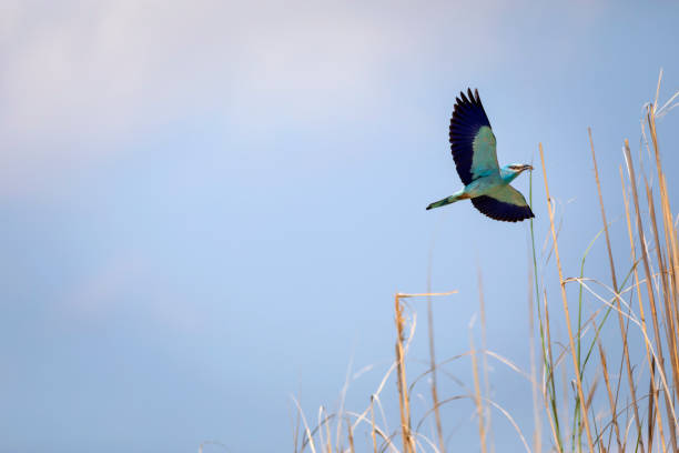 European Roller. Coracias garrulus.