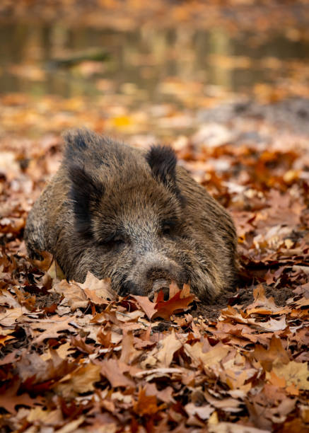 Wildpig found in the bavarian forest