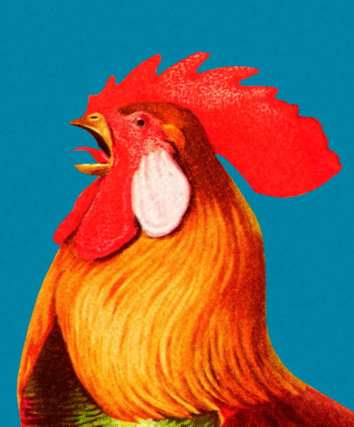 Rooster Rooster chicken bird illustrations stock illustrations