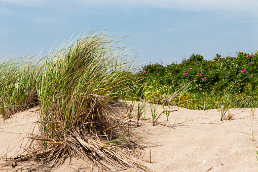 Calm beach with dunes and green grass. Ocean in the background, blue sunny sky