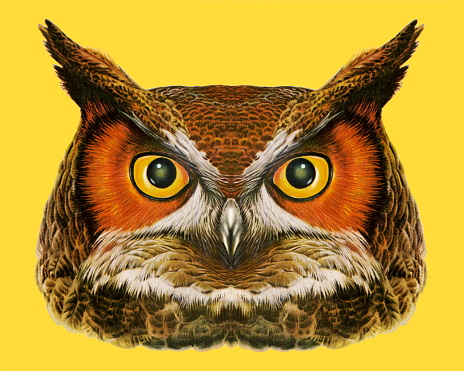 Owl Head